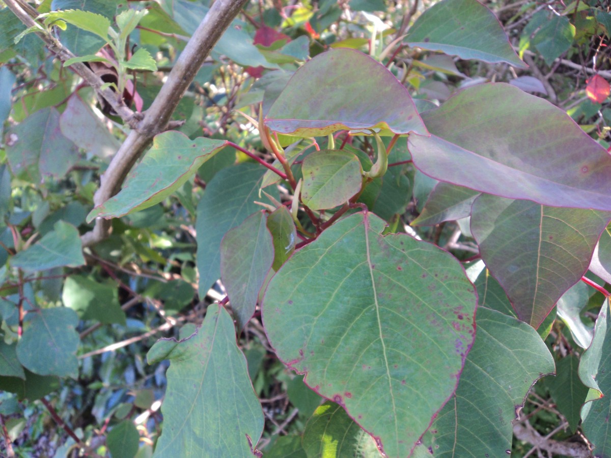 Homalanthus